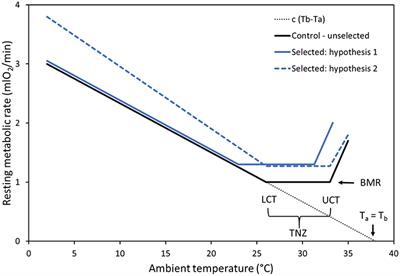 A Shift in the Thermoregulatory Curve as a Result of Selection for High Activity-Related Aerobic Metabolism